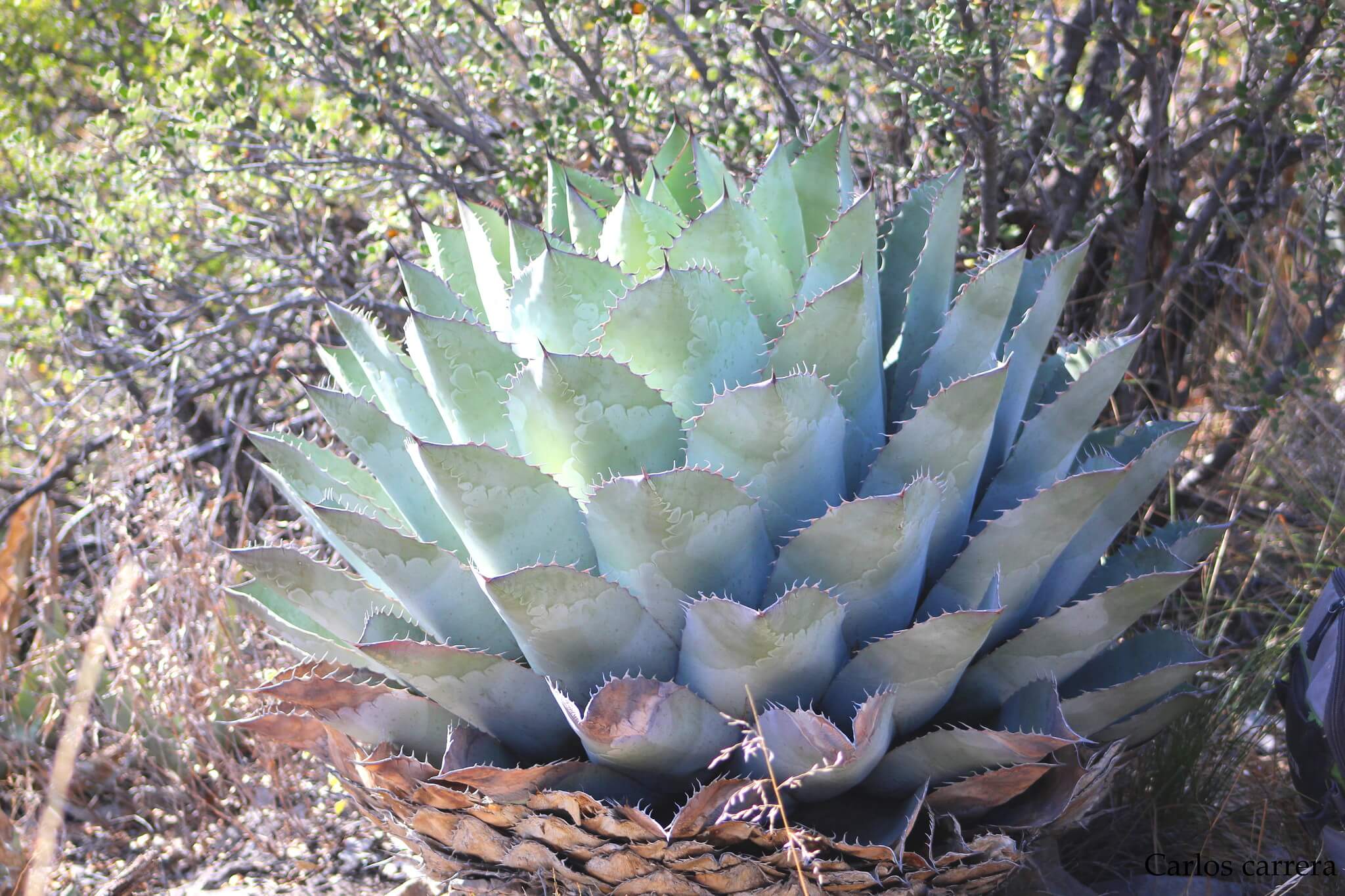 Agave parrasana